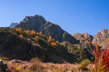 Colorful autumn landscape in the Caucasus mountains, colorful forest in Kazbegi, Georgia