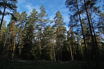 tall pines in the forest