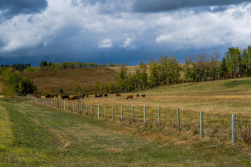 Fototapeta na wymiar Pastureland and cattle in rural Alberta, Canada.