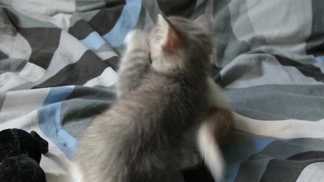 Two little kittens fights on sofa.
