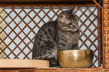 Naklejka premium Grey stripped mixed-breed cat 