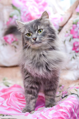 Fototapeta na wymiar Beautiful fluffy grey cat