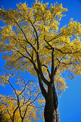 fall tree