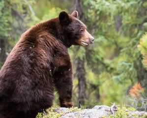 Fototapeta premium Black bear in the wild