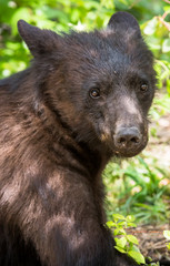 Black bear in the wild