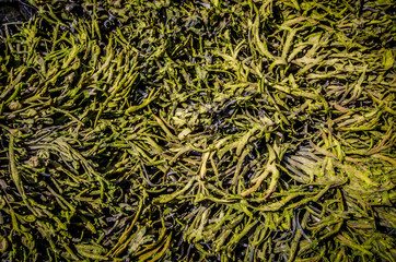 Close up macro view of a pile of green moss 
