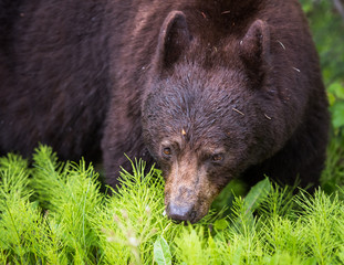 Fototapeta premium Black bear in the wild
