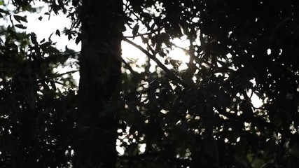 woods in the evening 13(夕方の森と風)