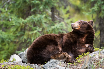 Obraz premium Black bear in the wild