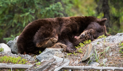 Black bear in the wild