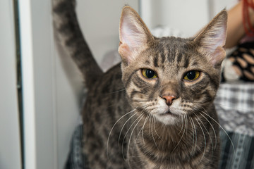 Naklejka premium Grey stripped mixed-breed cat 