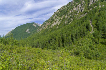 Thickets of dwarf birch. Altai Mountains, Siberia, Russia.