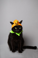 Black cat with green eyes dressed with a jack o lantern head piece against a seemless background