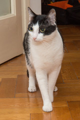 Naklejka premium A young male black and white colored cat 