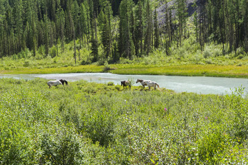Horses graze on the river bank. Altai Mountains, Russia.