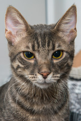 Naklejka premium Grey stripped mixed-breed cat 