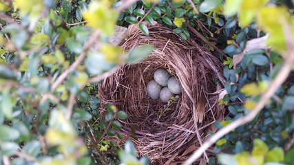 Birds Nest