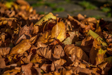 Buntes Herbstlaub im Sonnenschein