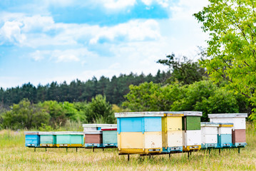 Fototapeta na wymiar Apiculture. Honey bees swarming and flying around their beehive. Hives in an apiary.