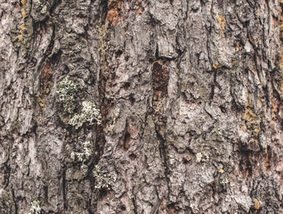 texture of bark of a pine tree with lichens and a moss