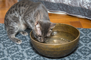 Naklejka premium Gray cat touches the water