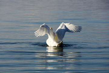 White swan spreading its wings in Lake Balaton
