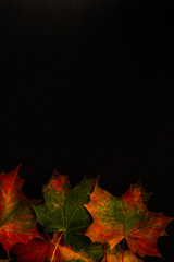Autumn leaves with copy space