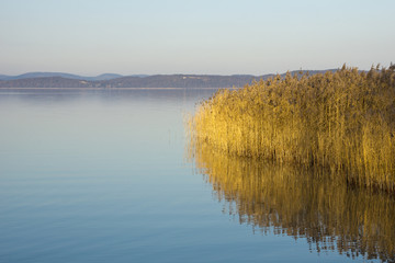 Lake Balaton with reed in winter