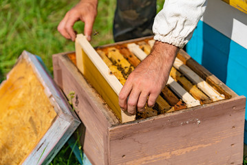 Apiculturist puts a frame with honeycombs in a beehive for bees in the garden in the summer. Frames of a bee hive. Beekeeping. Honey.