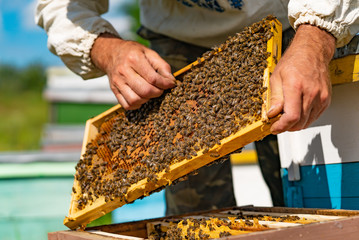 Beekeeper is working with bees and beehives on the apiary. Frames of a bee hive. Beekeeping. Honey.