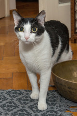 Naklejka premium A young male black and white colored cat 