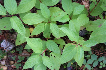 light green leaves