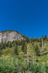 Obraz premium Pine trees mountain