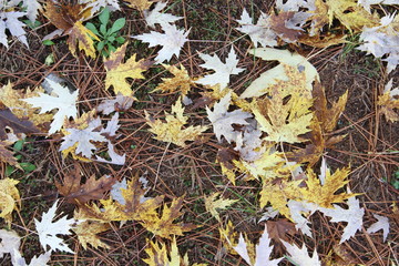 fallen yellow and dead leaves and pine needles