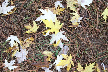 fall maple leaves and pine needles on ground