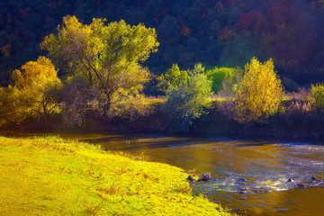 yellow trees on the riverside