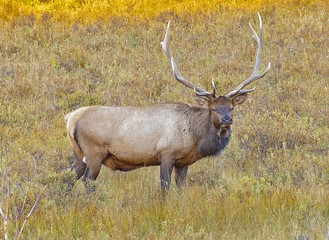 Bull Elk in Rut in Rocky Mountain National Park