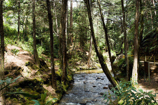 Naturaleza medellin colombia (Parque Arvi) 