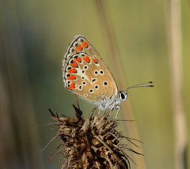 Obraz premium Tuscany, italian common blue butterfly on top of a blade of grass