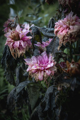 Purple pink faded withered flowers in decay from first autumn frost