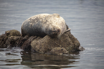 Seals on the rocks