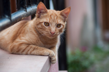 portrait of ginger cat in outdoor looking away in the street