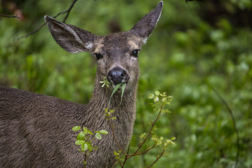 Portrait of a deer