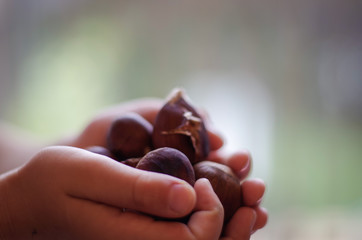 chestnuts in the hands 