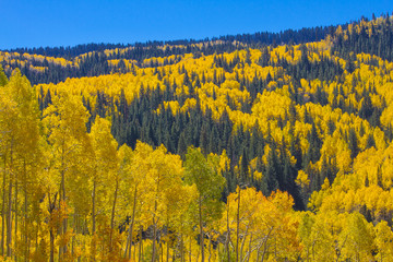 Grand Mesa Colors in Fall