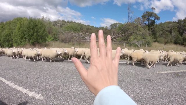 Flock of sheep on roadway in New Zealand, POV