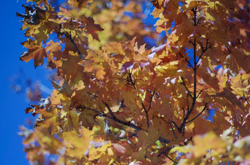Yellow leaves on the tree 