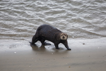 Moss Landing Otter