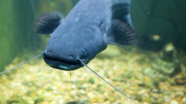 Single fish in aquarium
