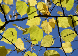 Tuscany, Italy, october 2018, lime leaves with the blue sky as background
